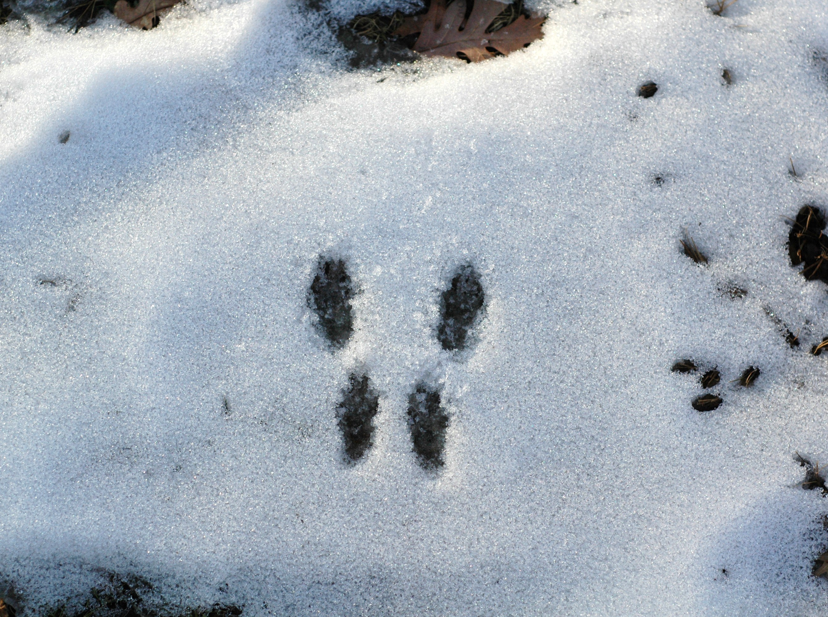 Зверя по следам слушать. След енотовидной собаки на земле. Следы зайца беляка. Следы енотовидной собаки на снегу. Лесная куница следы на снегу.